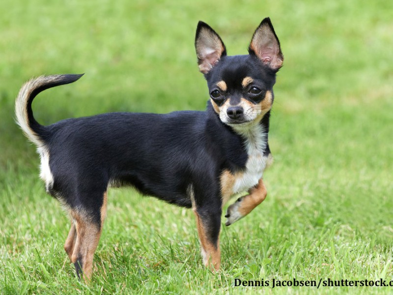 Wie alle Hunde brauchen auch Chihuahua nicht nur körperliche sondern auch geistige Herausforderungen