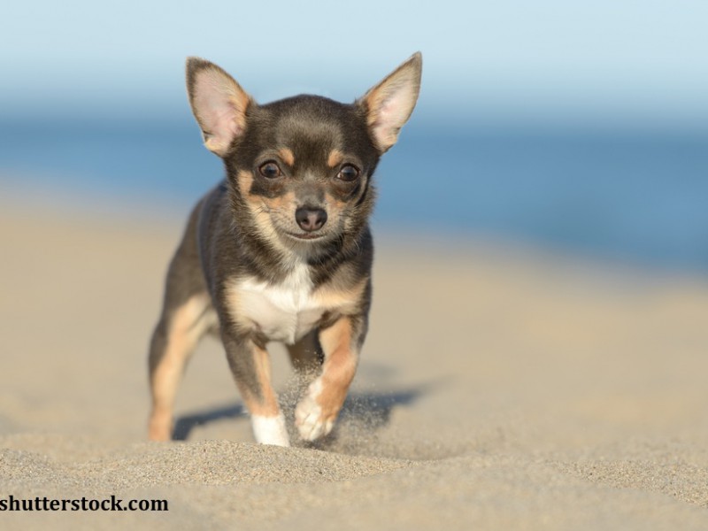 Chihuahua sind neugierige und mutige Hunde