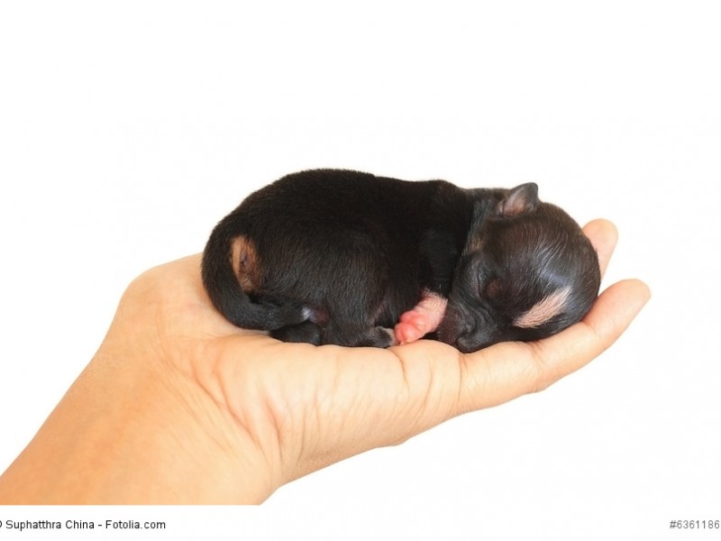 Neugeborene Chihuahua passen bequem auf eine Hand