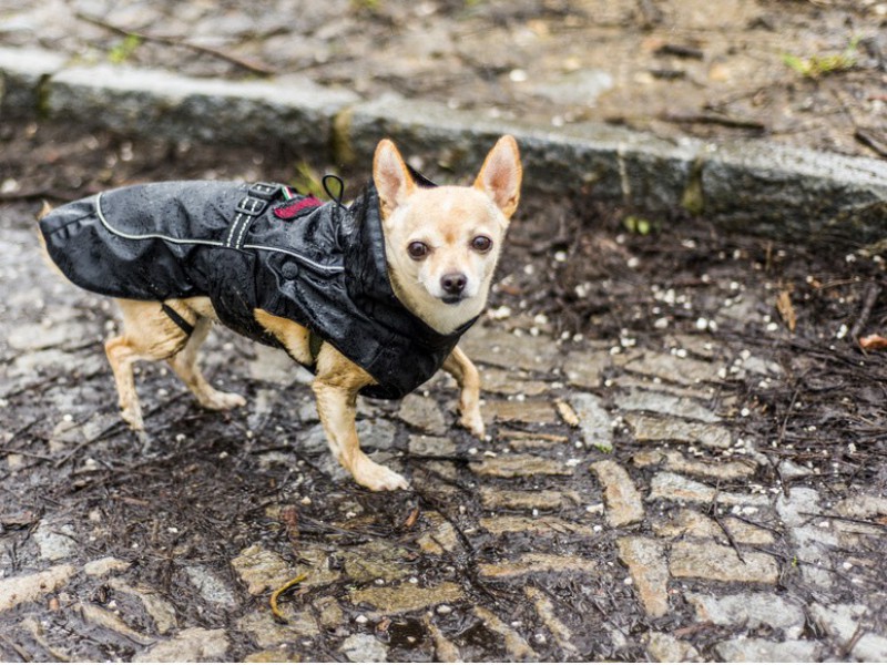 Kurzhaarige Chihuahua können im Regen durchaus auch frieren
