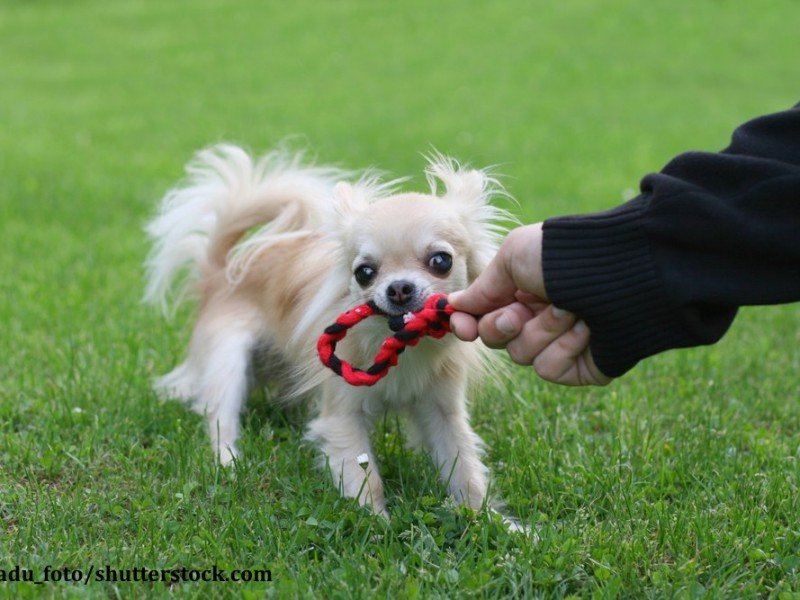 Klein, aber oho! Chihuahuas sind mutige Tiere