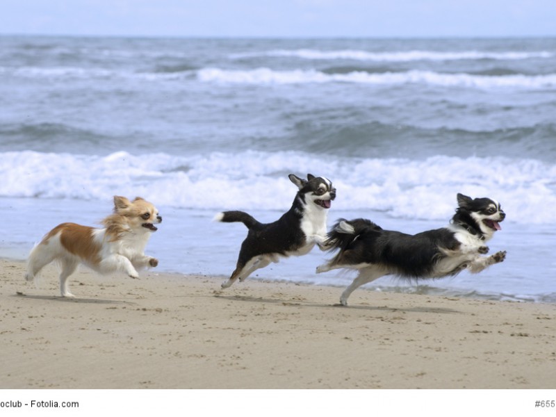 Chihuahuas sind sehr lebhaft und bewegen sich gerne