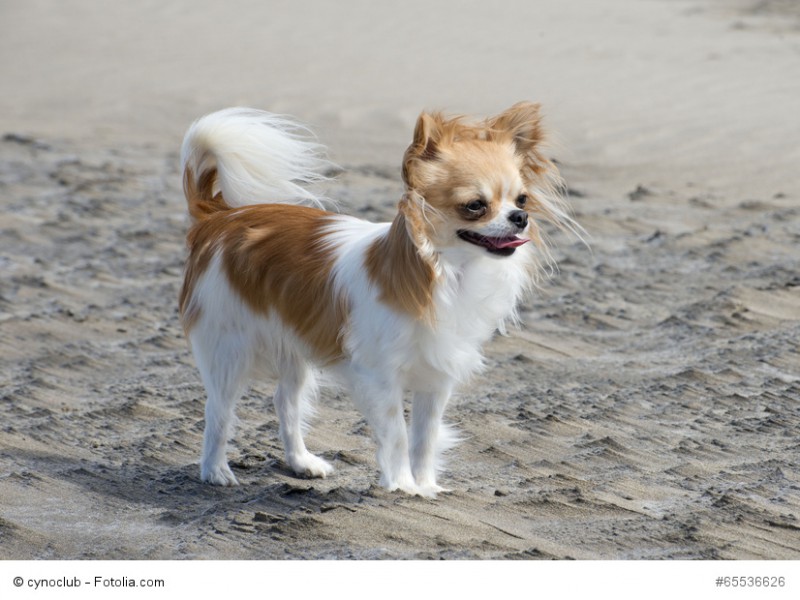 Chihuahuas brauchen wie alle Hunde regelmäßigen Auslauf