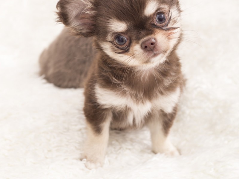 Kann man diesem Blick widerstehen?