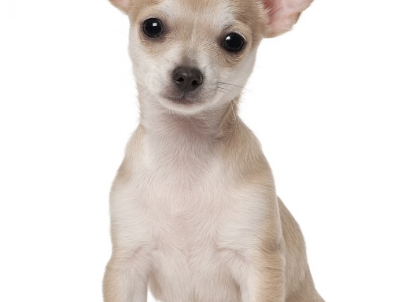 Kurzhaarige Chihuahua sind nicht ganz so bekannt wie ihre langhaarigen Vertreter