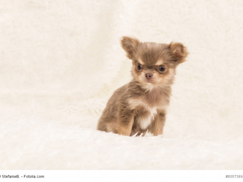 Chihuahuas-Welpen brauchen wie alle Hunde eine gute Erziehung