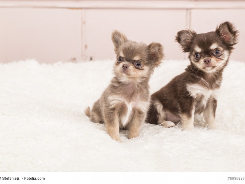 Langhaarige Chihuahua-Welpen