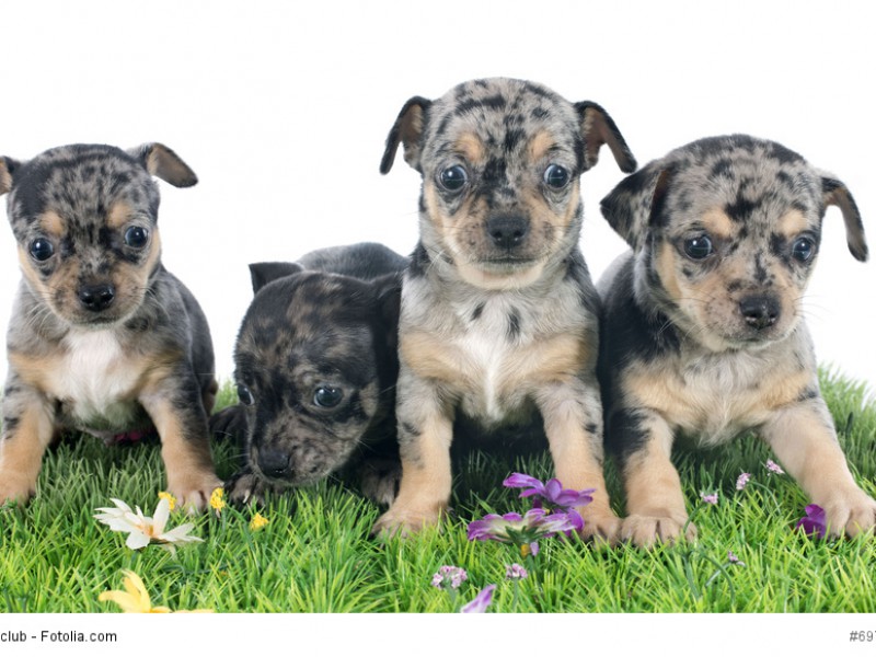 Chihuahuas gibt es in den verschiedensten Fellfarben