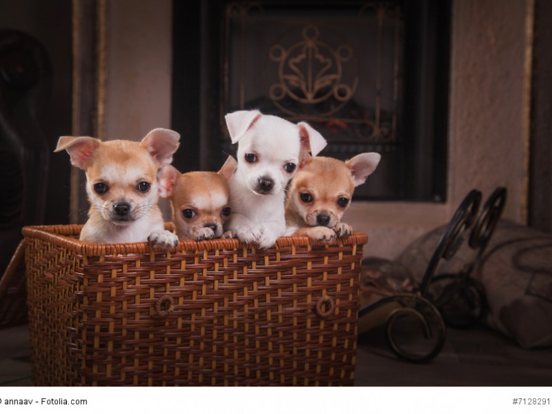 Chihuahua-Welpen sollten nicht zu früh getrennt werden