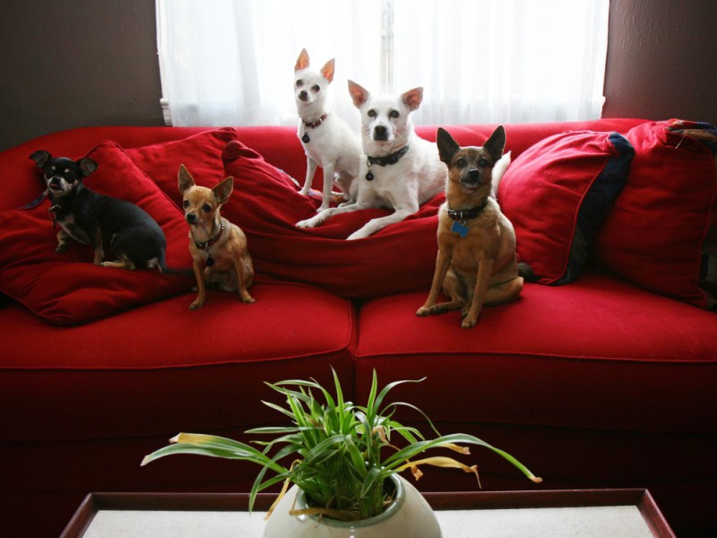 Wer Chihuahuas als reine Schosshunde ansieht tut ihnen Unrecht