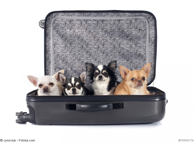 Chihuahuas sind die kleinste Hunderasse der Welt