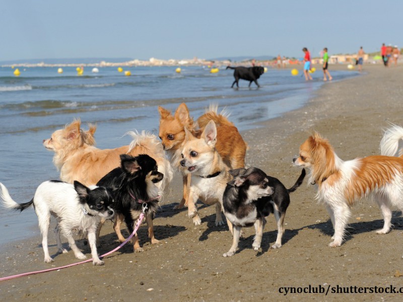 Chihuahuas sind lebhaft und brauchen viel Auslauf