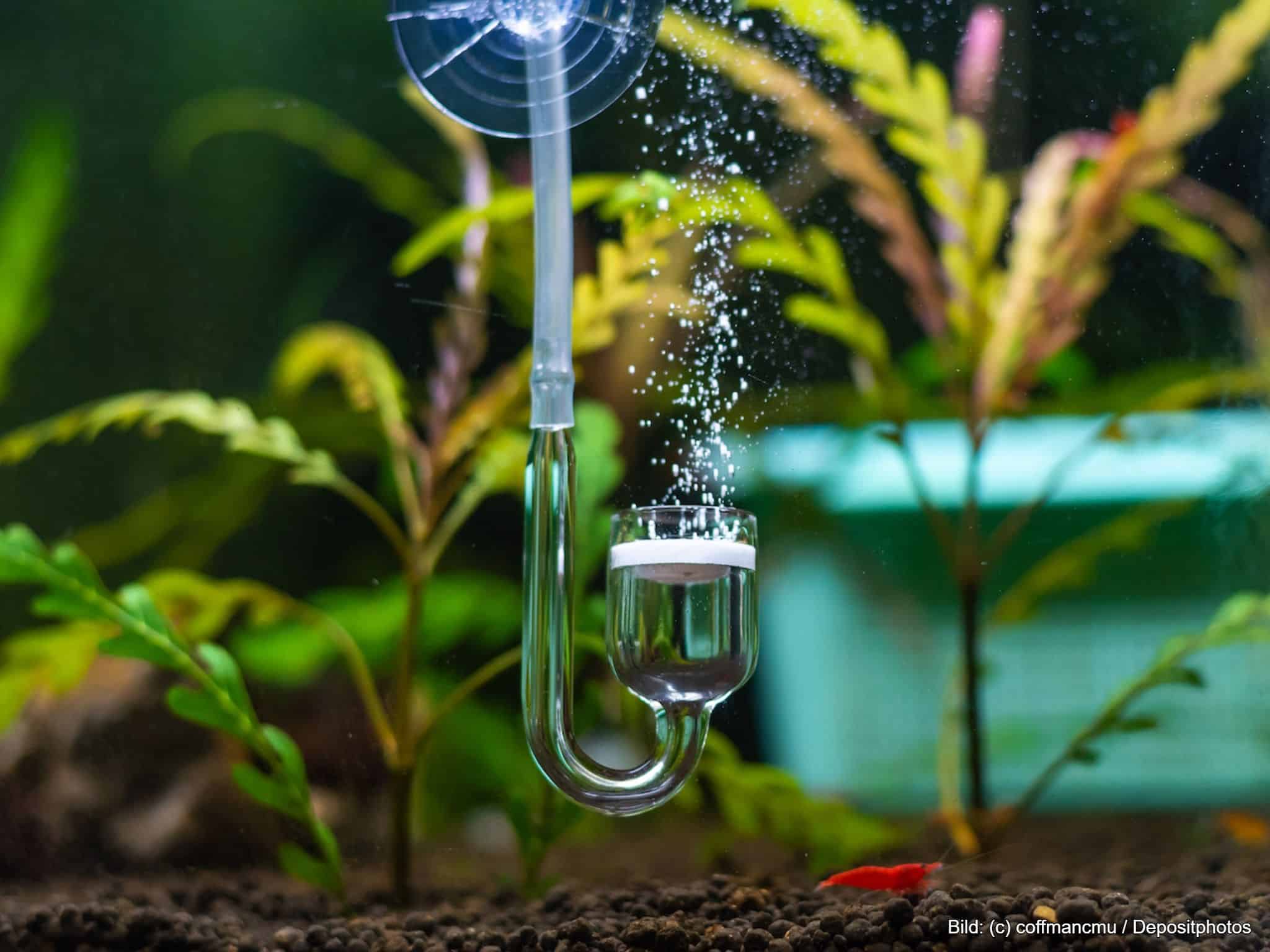 CO2 Anlage Aquarium für Pflanzen