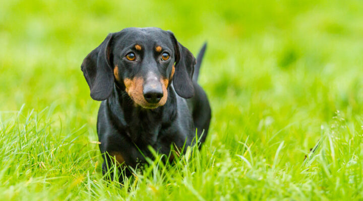 Dackel oder Dachshund