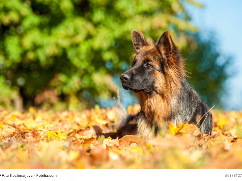 Wachsam, konzentriert, loyal, tapfer und selbstbewusst wird ein Deutscher Schäferhund beschrieben.