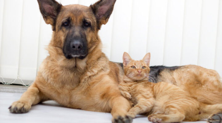 Keine Chance für Zecken: Diese Tools zum Entfernen gehören in jede Hausapotheke