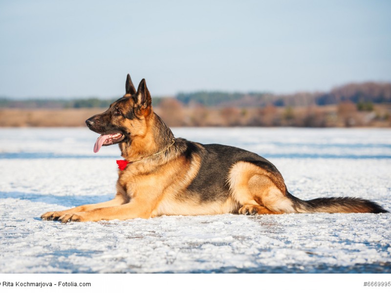 Ob Sommer oder Winter, durch ihr dickes Fell sind Deutsche Schäferhunde bestens gewappnet.