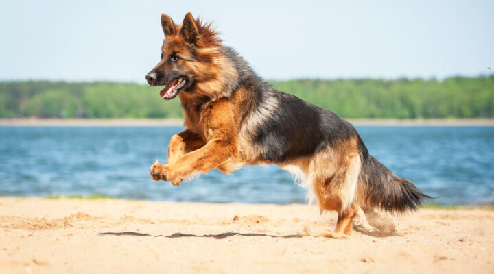 Deutscher Schäferhund