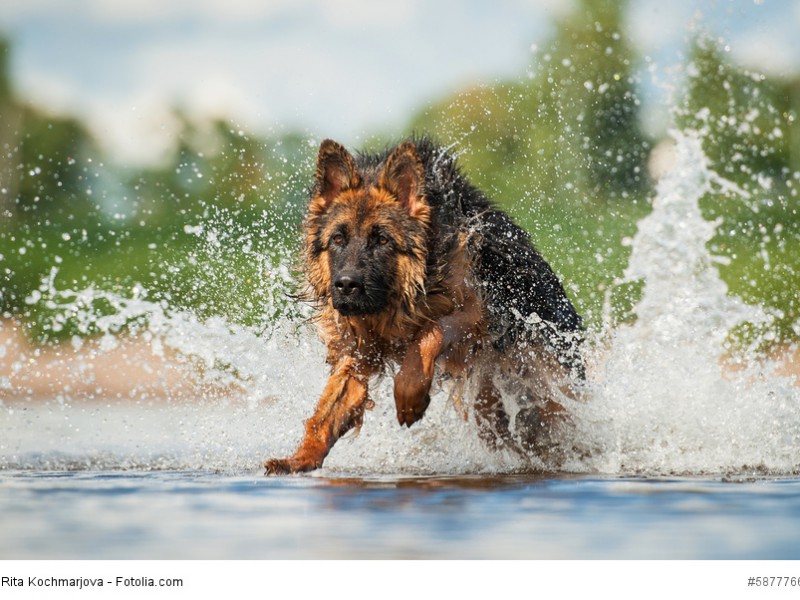 Auch Wasser macht Deutschen Schäferhunden nichts aus.