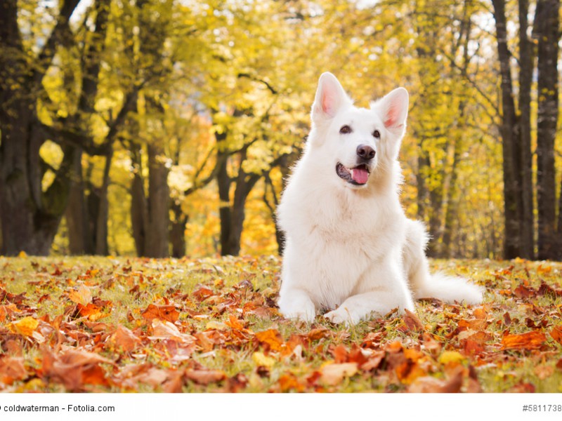Weisser Schäferhund im goldenen Herbstwald