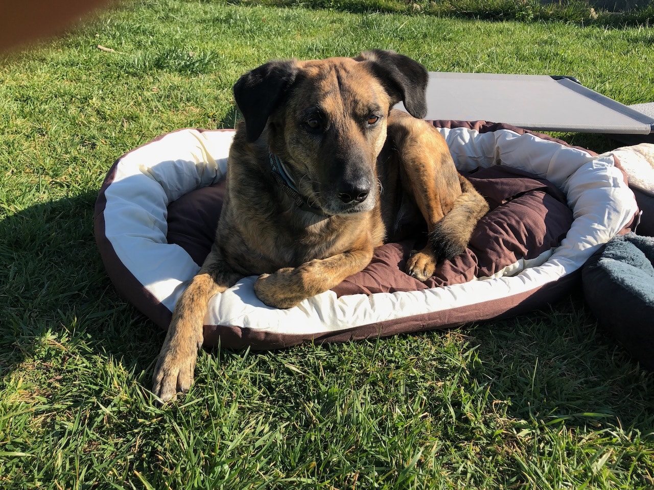 lionto 4-in-1 hundebett