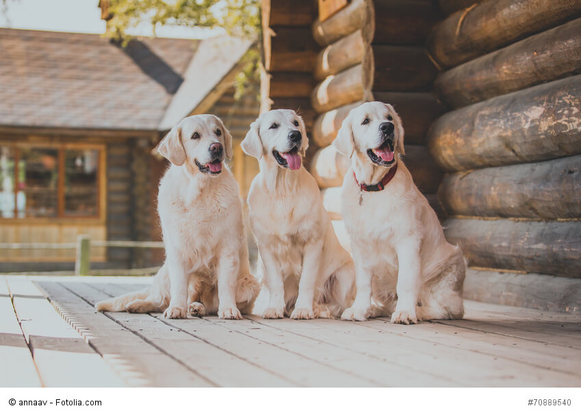 Zusammen sind sie stark! Golden Retriever vertragen sich gut mit anderen Lebewesen.