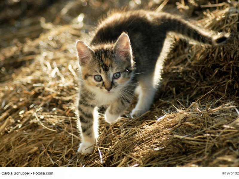 Europäisch Kurzhaar Kitten