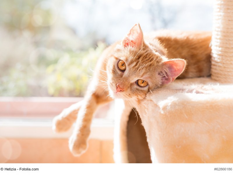 Rotgetigerte Europäisch Kurzhaar