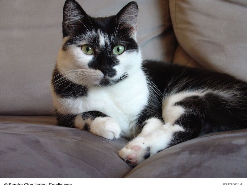 Europäisch Kurzhaar in schwarz-weiß Fellfarbe bicoloer