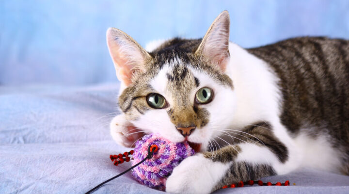 Europäisch Kurzhaar