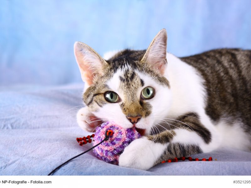 Europäisch Kurzhaar