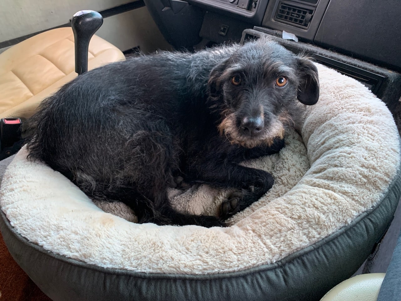 hundebett in donut-form feandrea