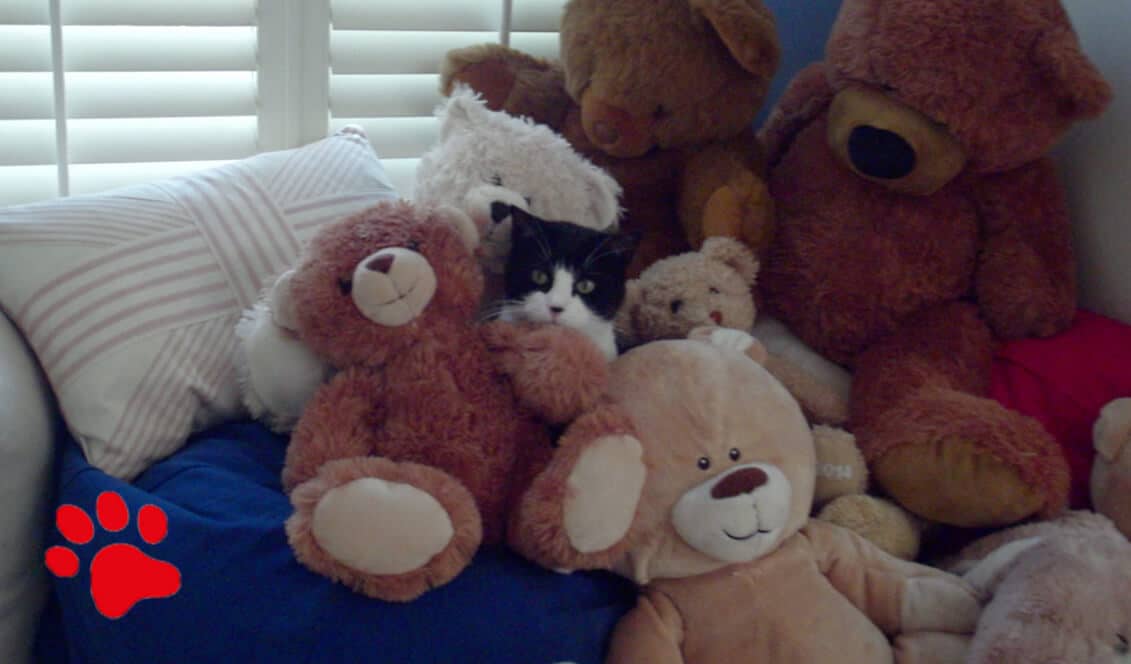 Felix, die Katze, versteckt sich in Kuscheltieren