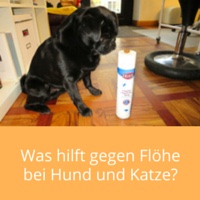 floehe-hund-katze