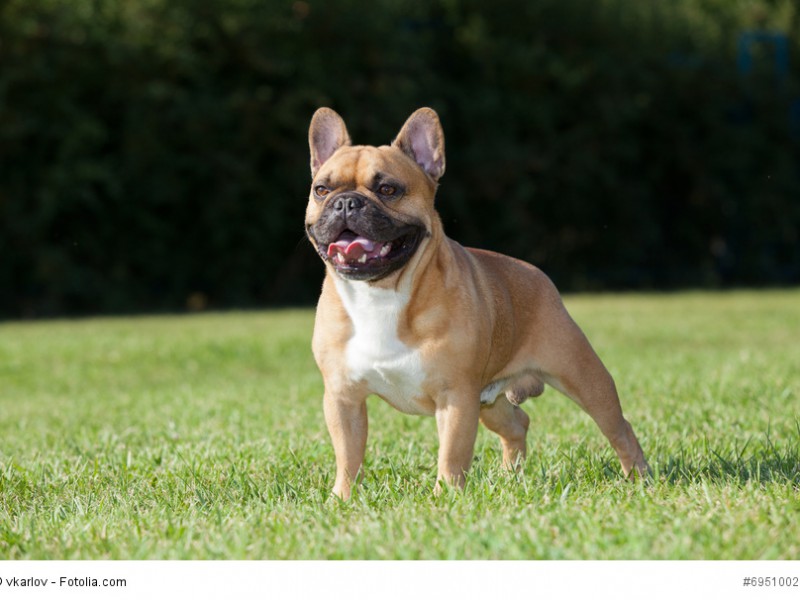 Die charakteristischen Ohren der Französische Bulldogge sind von Natur aus so und müssen nicht kupiert werden.