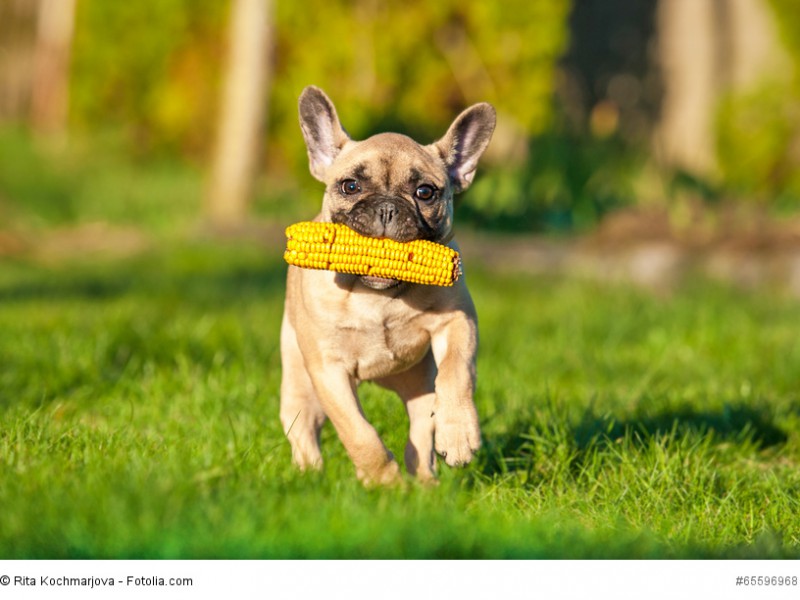 Frenchys sind zwar grundsätzlich eher gemütliche Vertreter, spielen aber durchaus gerne.