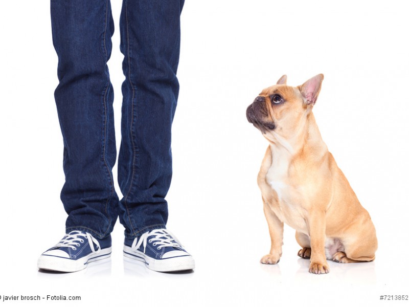 Französische Bulldoggen sind sehr anhängliche Hunde.