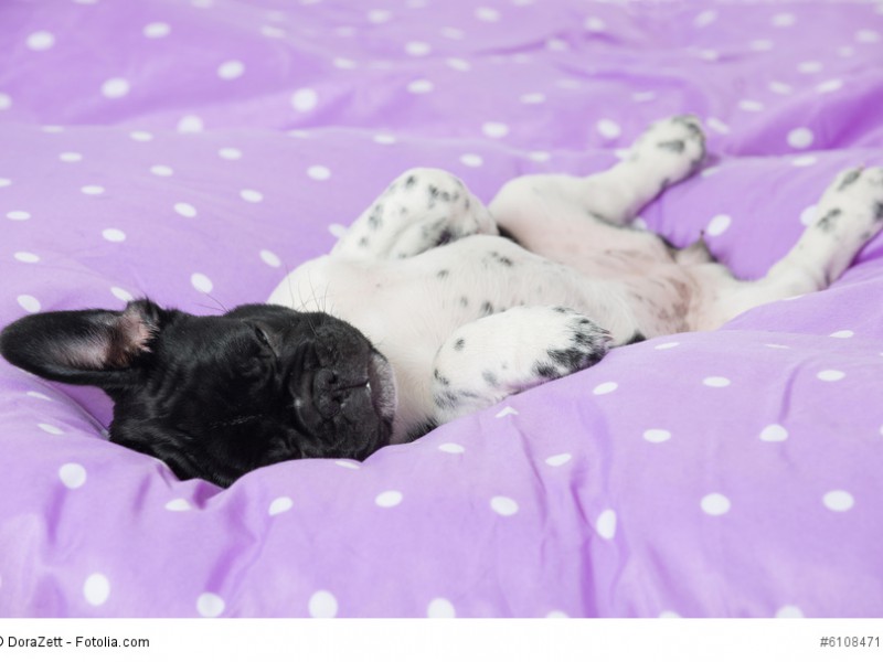 Frenchys brauchen engen Familienanschluss und schlafen gerne auch mit im Bett.