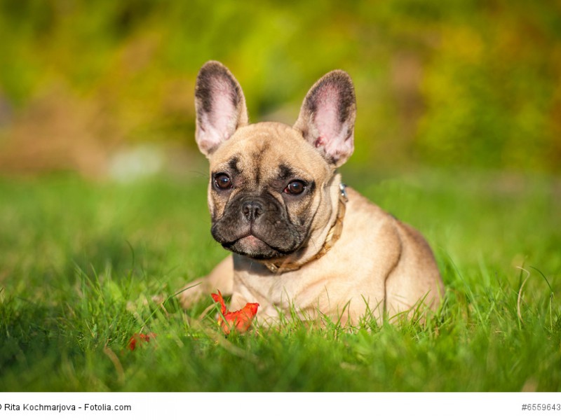 Französische Bulldogge brauchen regelmäßige Pausen, wenn du mit ihnen herumtobst.