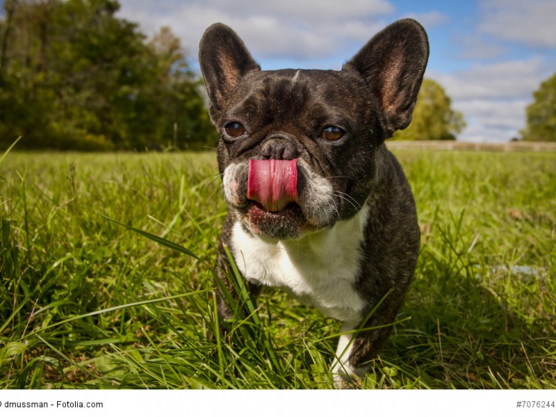 Frenchys sind Feinschmecker. Du musst aufpassen, dass sie nicht zu dick werden.