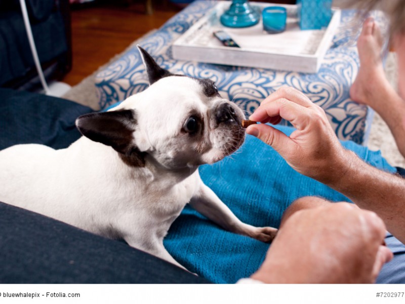 Den Dackelblick haben Französische Bulldoggen perfektioniert!
