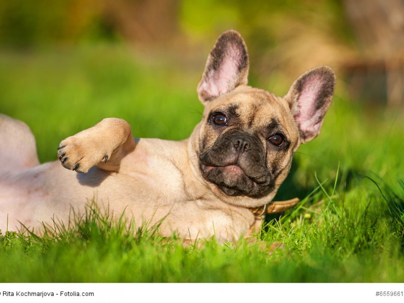 Die kleinen Frenchys sehen mit ihren Fledermausohren zum Knuddeln aus.