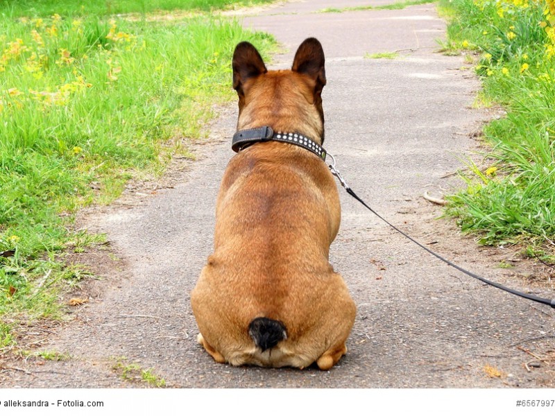 Französische Bulldoggen brauchen viel Aufmerksamkeit sonst werden sie schnell eingeschnappt.