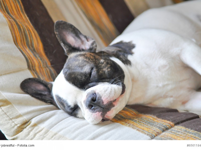 Frenchys schlafen gerne – und schnarchen wie die ganz großen!