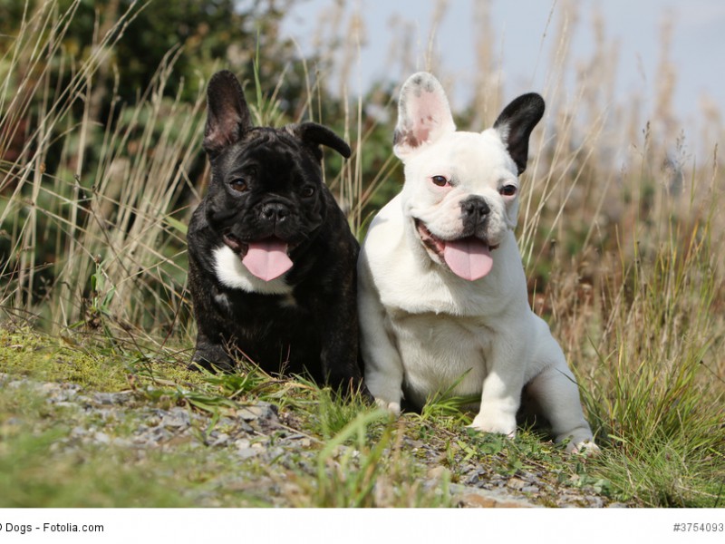 Französische Bulldoggen gibt es in verschiedenen Farben und Musterungen.