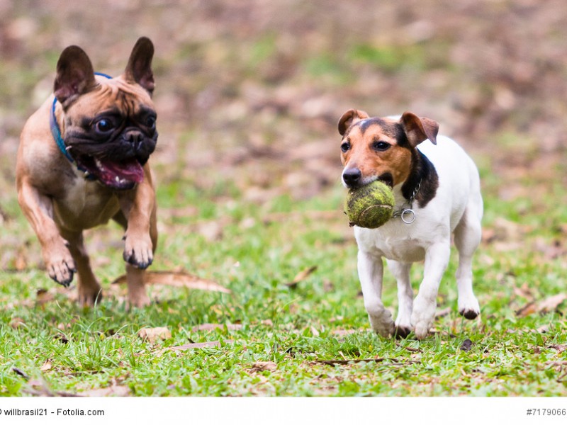 Französische Bulldoge und Jack Russel Terrier spielen mit einem Ball.