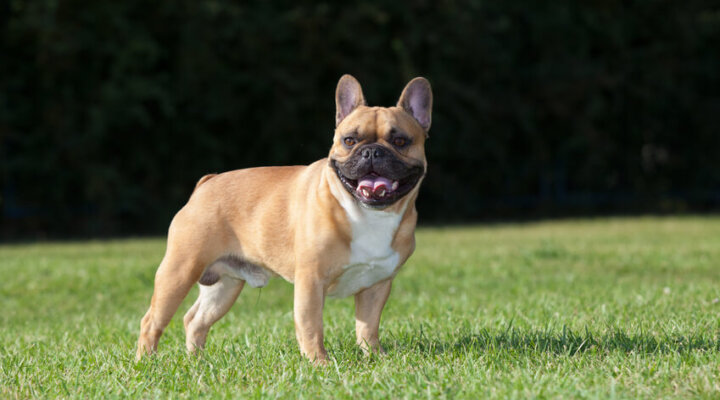 Französische Bulldogge