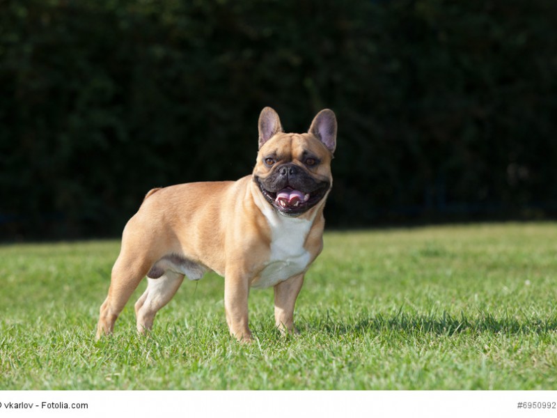 Das klassische Bild einer Französischen Bulldogge.