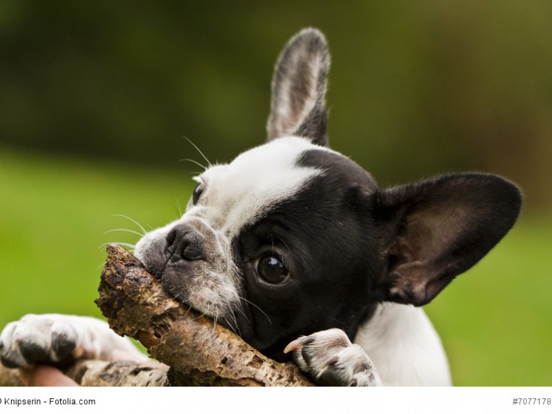Kleiner Welpe will mal eine starke Französische Bulldogge werden.