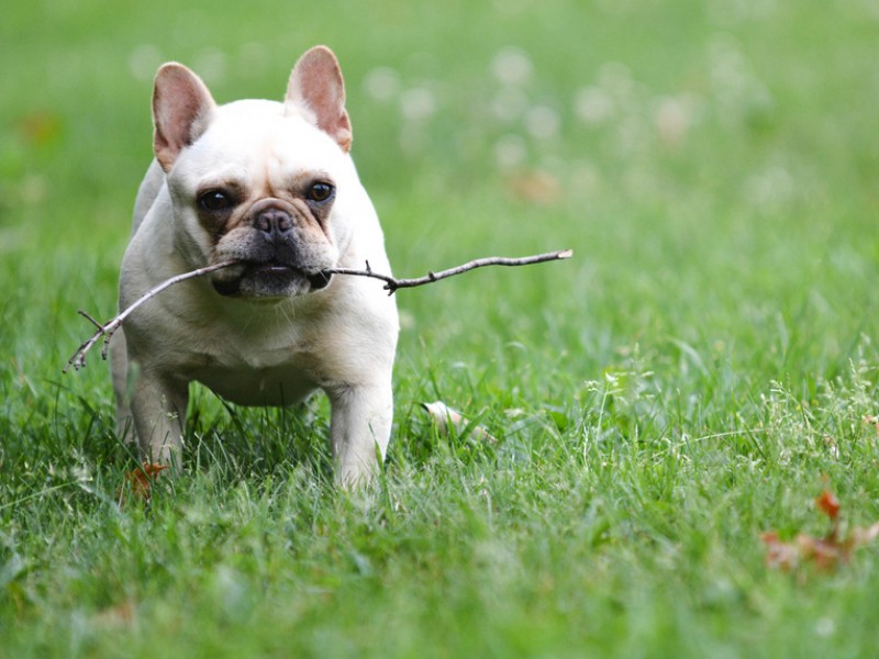 Französische Bulldoggen gelten als die Clowns unter den Hunden.